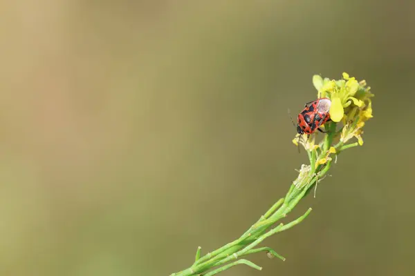 stock image a red insect on a flower