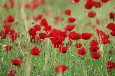 field of red poppies in spring clipart