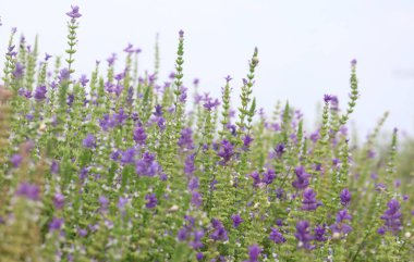 Adaçayı çiçekleri (Salvia viridis)