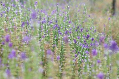 Adaçayı çiçekleri (Salvia viridis)