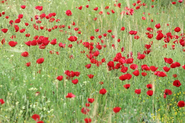 stock image field of red poppies in spring