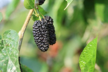 Morus rubra, Kuzey Amerika 'nın orta ve doğu bölgelerine özgü bir dut türüdür..