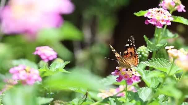 Gemalte Dame Vanessa Cardui Schmetterling Ernährt Sich Von Einer Pflanze — Stockvideo