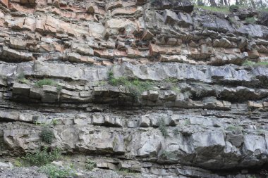 Ağacın kabuk dokusu