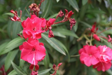 İlkbaharda Oleander çiçekleri (Neryum zakkum)