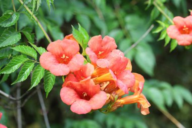 Baharda Çin trompet çiçekleri