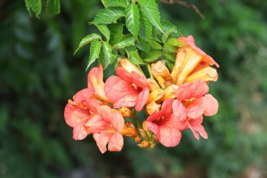 Baharda Çin trompet çiçekleri