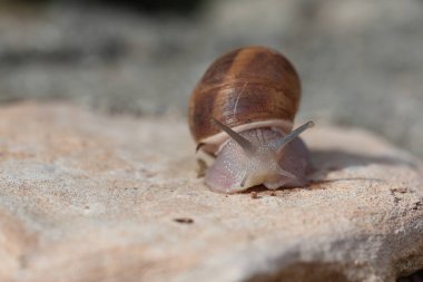 Taşın üzerinde sürünen bir salyangoz.
