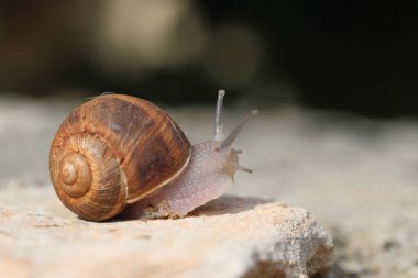 Taşın üzerinde sürünen bir salyangoz.