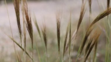 Öğleden sonra rüzgâr çimenleri eser