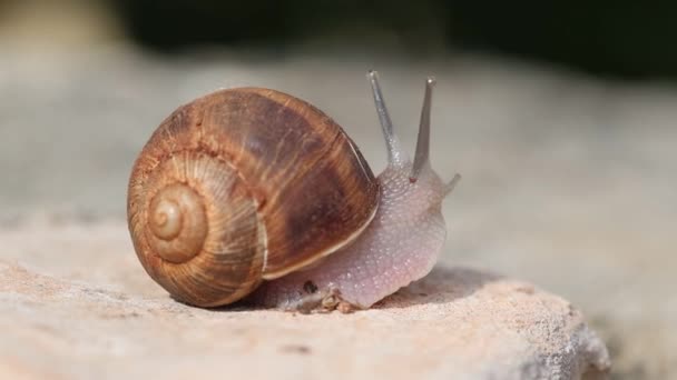 爬行在地上的蜗牛 — 图库视频影像