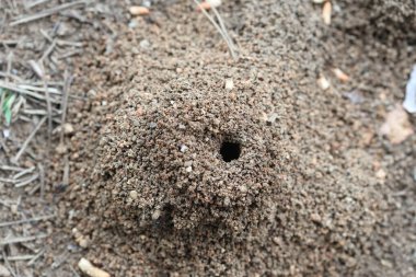 Karınca yuvasının üst görünümü