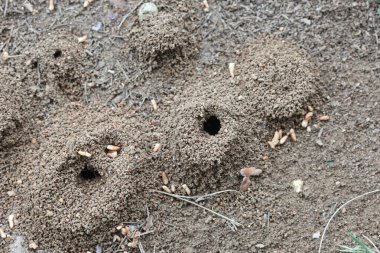 Karınca yuvasının üst görünümü