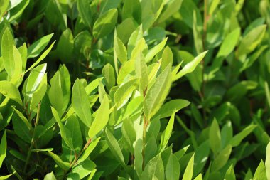 Baharda Daphne ağacı yaprakları.