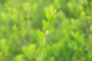 İlkbaharda mersin çiçekleri ve yaprakları (Myrtus Communis)