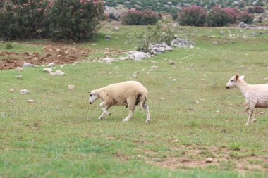 Koyun ve kuzular tarlada otluyor.