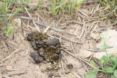 kuru koyun dışkıları çimlerin üzerinde