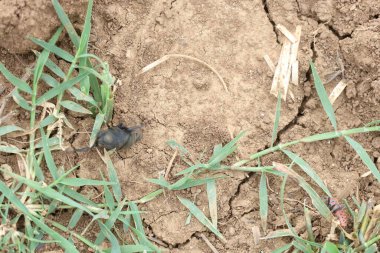 Bok böcekleri dışkıyla beslenen böceklerdir.