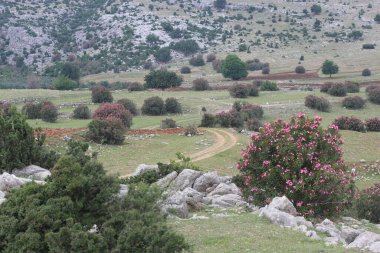 Türkiye 'nin güneyindeki dağların arka planında oleandar ve ağaçlı manzara