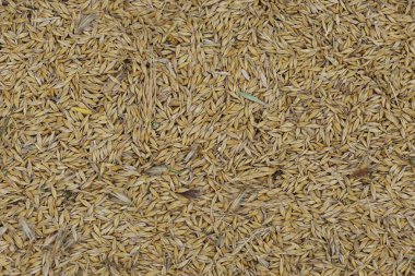 Yazın taze arpa arpası aroması.