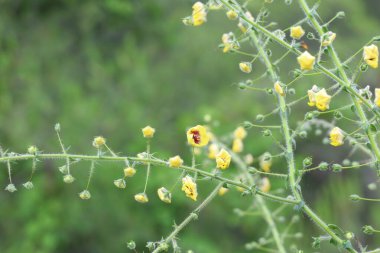 Linear-lobbed mullein (Verbascum linearilobum) flowers in sprin clipart