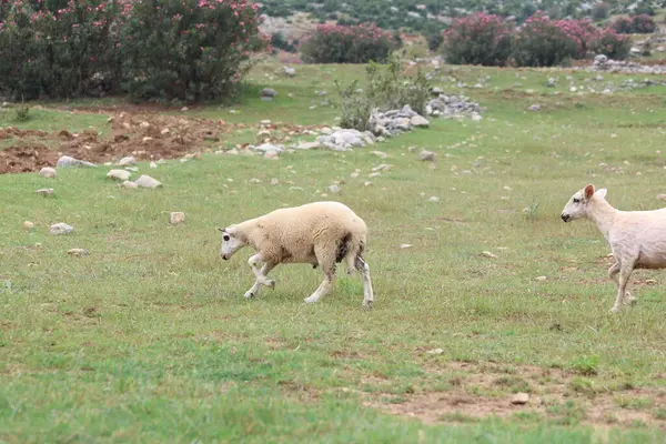 Koyun ve kuzular tarlada otluyor.