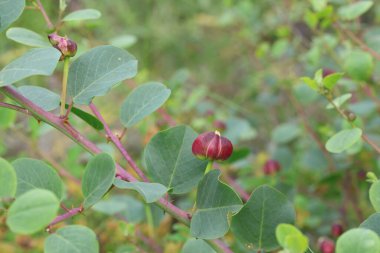 Çiçekler ve yapraklar CapParis spinosa