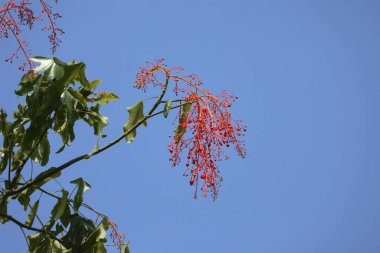 red flowers and leaves of Brachychiton acerifolius