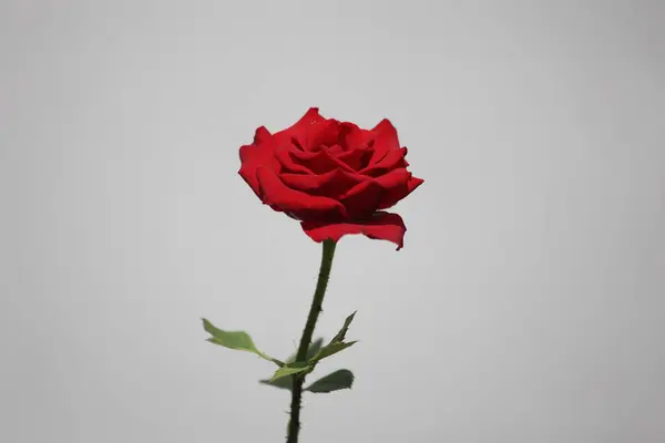 gri arka plan üzerinde kırmızı gül