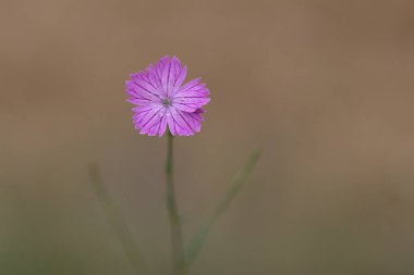 Dianthus strictus, Caryophyllaceae familyasından bir bitki türü..