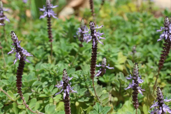 Plectranthus caninus olarak da bilinen Coleus caninus 'un çiçek ve yaprakları. Naneli Lamiaceae ailesinden bir bitki..