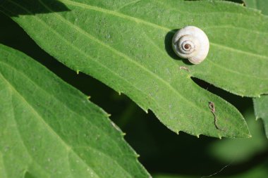 Yeşil yapraklı bir salyangoz