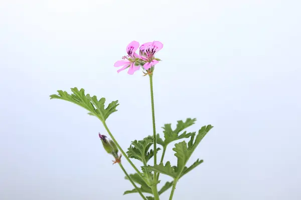 Beyaz zemin üzerinde izole gül sardunyası (Pelargonium graveolens)
