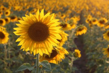 Mayısta tarlada ayçiçekleri