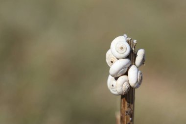 Tahta bir arka planda salyangozların yakın çekimi.