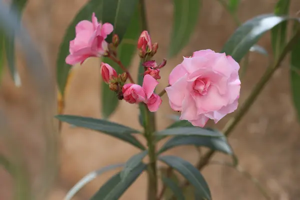 stock image pink Oleander flowers (Nerium oleander) in spring