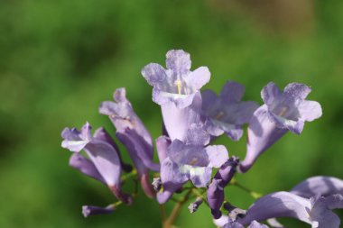 Jacaranda çiçekleri (Jacaranda mimozifolisi) ağacı