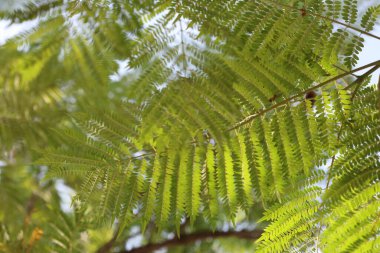 Jacaranda (Jacaranda mimozifolia) ağacı yaprakları