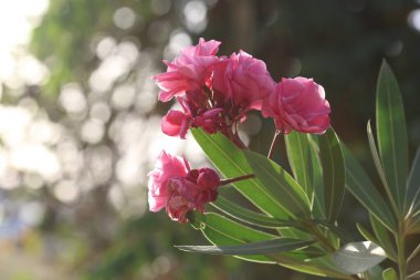 İlkbaharda Pembe Oleander çiçekleri (Neryum zakkum)