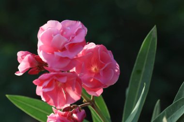İlkbaharda Pembe Oleander çiçekleri (Neryum zakkum)