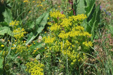 Euphorbia seguieriana, Euphorbiaceae familyasından bir bitki türü.