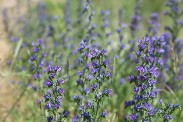 stock image Echium vulgar is a species of flowering plant in the borage family Boraginaceae