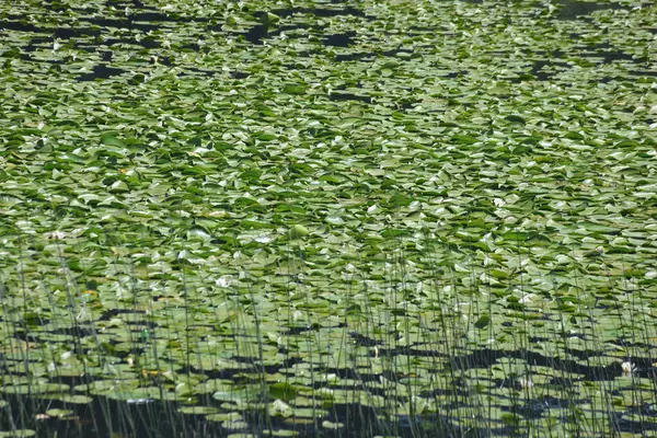 stock image water lily in the lake