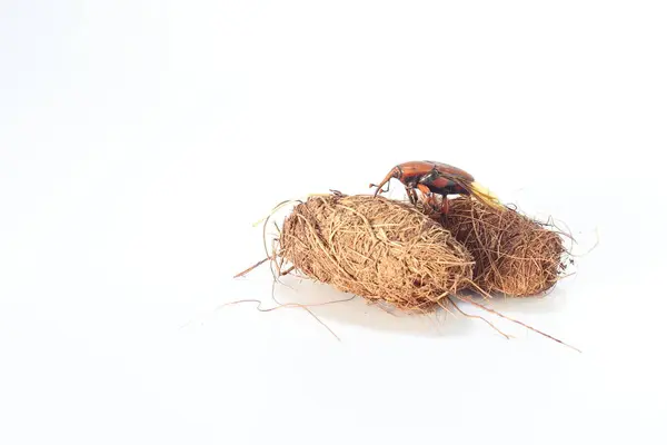 stock image pupal case and palm weevil isolated on white background