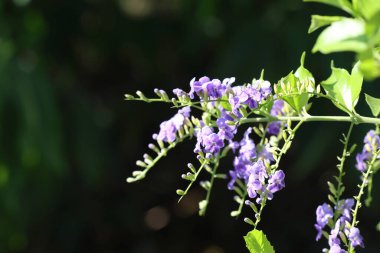 Duranta erecta, Verbenaceae familyasından bir çalı türü..