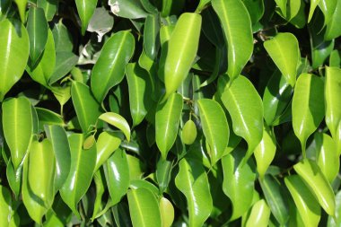 Yeşil yaprakları kapat