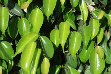 Yeşil yaprakları kapat