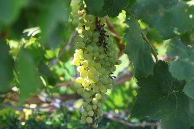 Üzüm bağında olgunlaşan üzümler