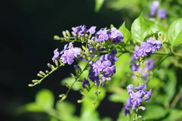 Duranta erecta, Verbenaceae familyasından bir çalı türü..