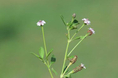 Phyla nodiflora 'ya yakın çekim, halk arasında Hindi Karmaşık Kurbağa Meyvesi olarak bilinir.